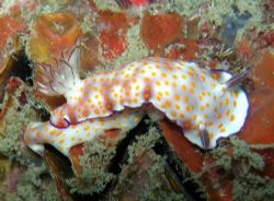 photo taken at indonesia/batam by Bok Leng Tan 